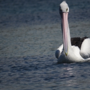 Pelecanus conspicillatus at Narooma, NSW - 28 Feb 2021