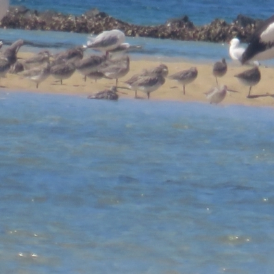 Limosa lapponica (Bar-tailed Godwit) at Narooma, NSW - 28 Feb 2021 by TomW