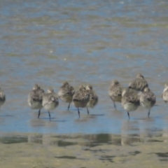 Limosa lapponica at Narooma, NSW - 28 Feb 2021