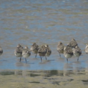 Limosa lapponica at Narooma, NSW - 28 Feb 2021