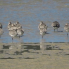 Limosa lapponica at Narooma, NSW - 28 Feb 2021
