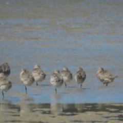 Limosa lapponica at Narooma, NSW - 28 Feb 2021