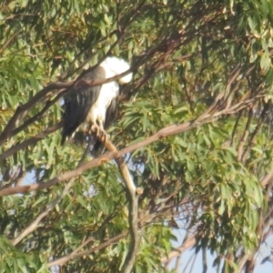 Haliaeetus leucogaster at Lake Conjola, NSW - 11 Dec 2021 07:41 AM