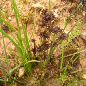 Juncus fockei at Molonglo Valley, ACT - 26 Feb 2022