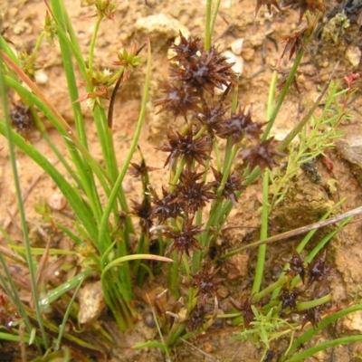 Juncus fockei (A Rush) at Molonglo Valley, ACT - 25 Feb 2022 by MatthewFrawley