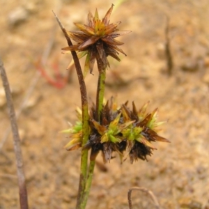 Juncus fockei at Molonglo Valley, ACT - 26 Feb 2022