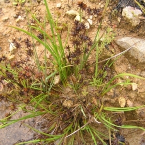 Juncus fockei at Molonglo Valley, ACT - 26 Feb 2022