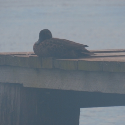 Anas castanea (Chestnut Teal) at North Batemans Bay, NSW - 7 Dec 2021 by TomW