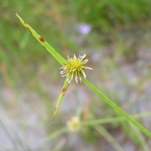 Cyperus sphaeroideus at Molonglo Valley, ACT - 26 Feb 2022 10:07 AM