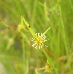 Cyperus sphaeroideus at Molonglo Valley, ACT - 26 Feb 2022