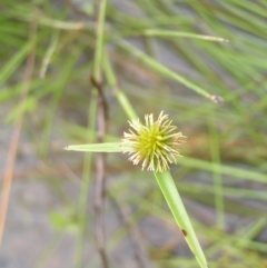 Cyperus sphaeroideus at Molonglo Valley, ACT - 26 Feb 2022