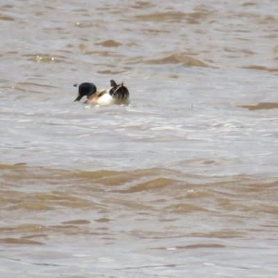 Anas platyrhynchos (Mallard (Domestic Type)) at Batemans Bay, NSW - 11 Dec 2021 by BenW