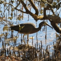 Egretta novaehollandiae (White-faced Heron) at Merimbula, NSW - 1 Oct 2018 by TomW