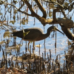 Egretta novaehollandiae at Merimbula, NSW - 1 Oct 2018 03:19 PM
