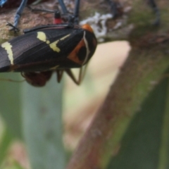 Eurymeloides pulchra (Gumtree hopper) at Mount Painter - 22 Feb 2022 by idlidlidlidl