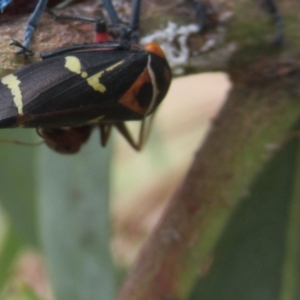 Eurymeloides pulchra at Cook, ACT - 23 Feb 2022 09:00 AM