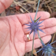 Eryngium ovinum (Blue Devil) at Stromlo, ACT - 27 Feb 2022 by VanceLawrence