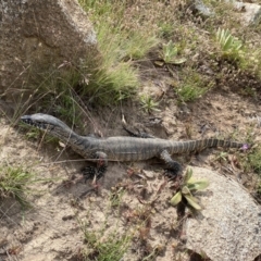 Varanus rosenbergi (Heath or Rosenberg's Monitor) at Mount Clear, ACT - 26 Jan 2022 by Toitjie1