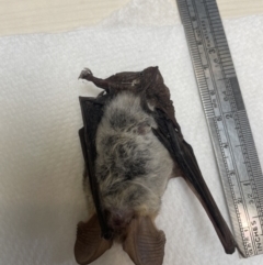 Nyctophilus gouldi (Gould's Long-eared Bat) at Paddys River, ACT - 26 Feb 2022 by nath_kay