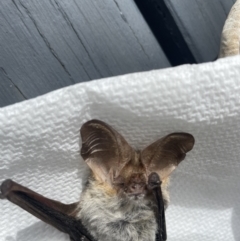 Nyctophilus gouldi at Paddys River, ACT - 27 Feb 2022