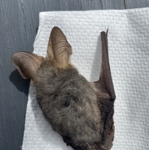 Nyctophilus gouldi at Paddys River, ACT - 27 Feb 2022