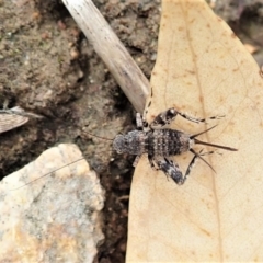 Calperum ottei (A recently described pygmy cricket) at Mount Painter - 26 Feb 2022 by CathB
