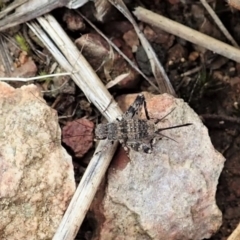 Calperum ottei at Cook, ACT - 26 Feb 2022 12:27 PM