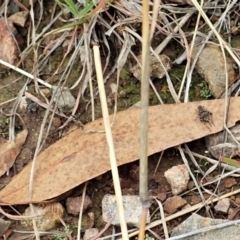 Calperum ottei at Cook, ACT - 26 Feb 2022 12:27 PM