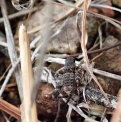 Calperum ottei at Cook, ACT - 26 Feb 2022 12:27 PM