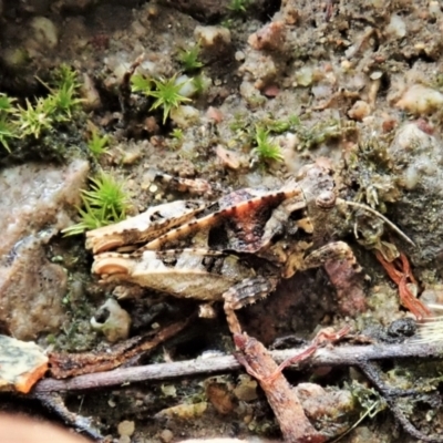 Tetrigidae (family) (Pygmy grasshopper) at Cook, ACT - 26 Feb 2022 by CathB
