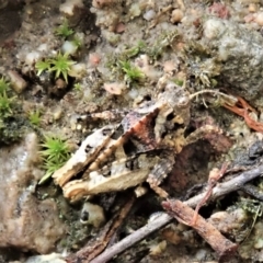 Tetrigidae (family) at Cook, ACT - 26 Feb 2022