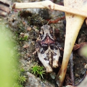 Tetrigidae (family) at Cook, ACT - 26 Feb 2022 12:05 PM