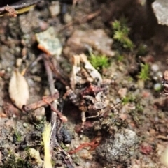 Tetrigidae (family) at Cook, ACT - 26 Feb 2022