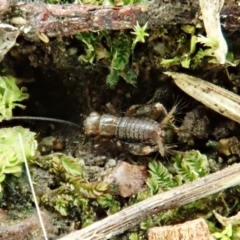 Grylloidea (superfamily) (Unidentified cricket) at Cook, ACT - 26 Feb 2022 by CathB