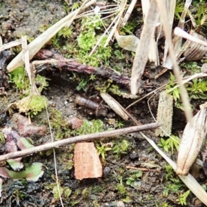 Grylloidea (superfamily) at Cook, ACT - 26 Feb 2022 12:21 PM