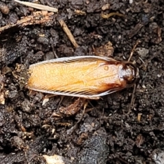 Unidentified Cockroach (Blattodea, several families) (TBC) at Molonglo Valley, ACT - 26 Feb 2022 by tpreston