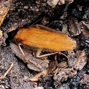 Robshelfordia circumducta at Molonglo Valley, ACT - 27 Feb 2022