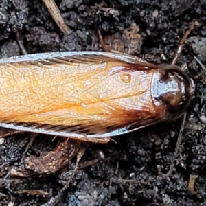 Robshelfordia circumducta at Molonglo Valley, ACT - 27 Feb 2022 08:45 AM