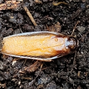 Robshelfordia circumducta at Molonglo Valley, ACT - 27 Feb 2022 08:45 AM