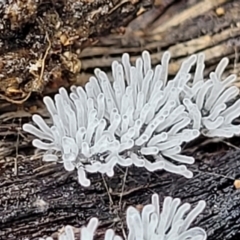 Ceratiomyxa fruticulosa (Coral Slime) at Piney Ridge - 27 Feb 2022 by tpreston