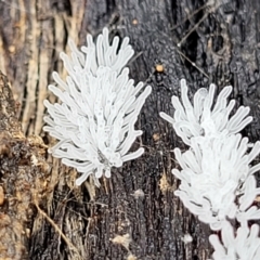 Ceratiomyxa fruticulosa at Molonglo Valley, ACT - 27 Feb 2022