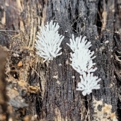 Ceratiomyxa fruticulosa at Molonglo Valley, ACT - 27 Feb 2022 11:25 AM