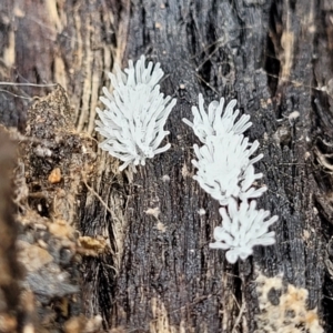 Ceratiomyxa fruticulosa at Molonglo Valley, ACT - 27 Feb 2022