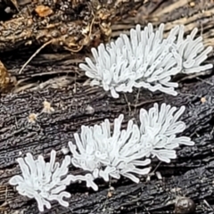 Ceratiomyxa fruticulosa at Molonglo Valley, ACT - 27 Feb 2022