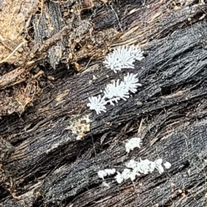 Ceratiomyxa fruticulosa at Molonglo Valley, ACT - 27 Feb 2022 11:25 AM