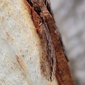 Oedosmylus tasmaniensis at Molonglo Valley, ACT - 27 Feb 2022 11:23 AM