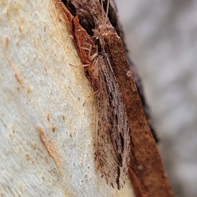 Oedosmylus tasmaniensis (Lacewing) at Block 402 - 27 Feb 2022 by trevorpreston