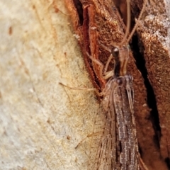 Oedosmylus tasmaniensis at Molonglo Valley, ACT - 27 Feb 2022