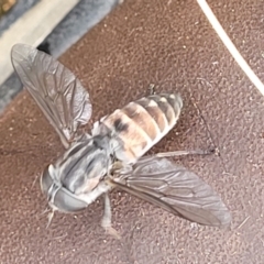 Dasybasis sp. (genus) (A march fly) at Block 402 - 27 Feb 2022 by trevorpreston