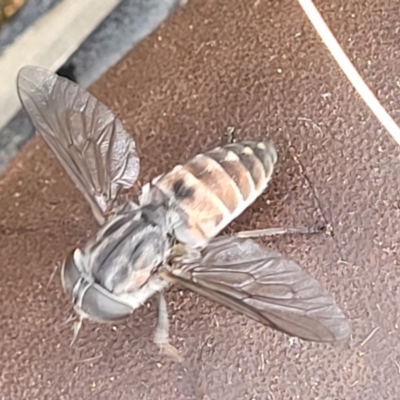 Dasybasis sp. (genus) (A march fly) at Block 402 - 27 Feb 2022 by trevorpreston